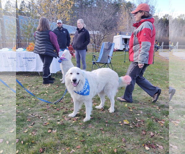 Medium Photo #3 Great Pyrenees Puppy For Sale in Croydon, NH, USA