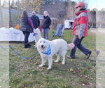 Small #2 Great Pyrenees