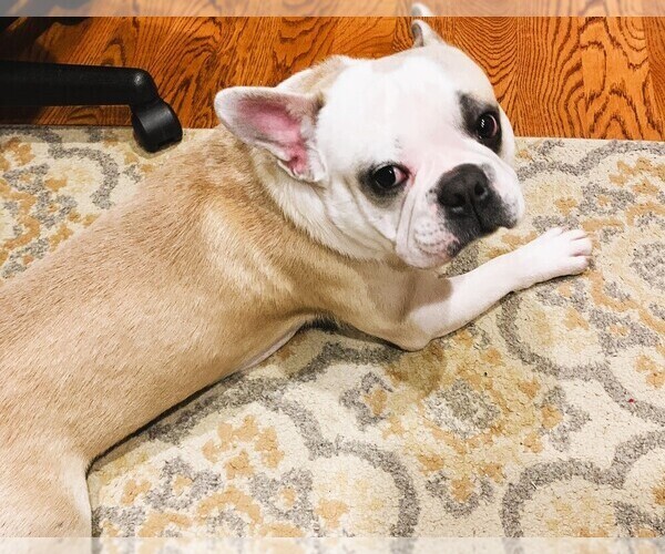 Medium Photo #1 Faux Frenchbo Bulldog Puppy For Sale in PULASKI, TN, USA