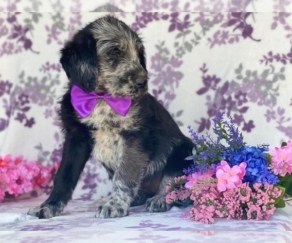 Medium Photo #2 Labradoodle Puppy For Sale in LANCASTER, PA, USA