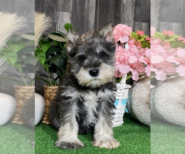 Medium Photo #6 Schnauzer (Miniature) Puppy For Sale in CANOGA, NY, USA