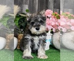 Small #5 Schnauzer (Miniature)
