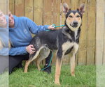 Small #3 Collie-German Shepherd Dog Mix