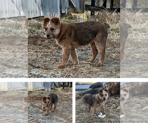 Australian Cattle Dog Puppy for sale in JETERSVILLE, VA, USA