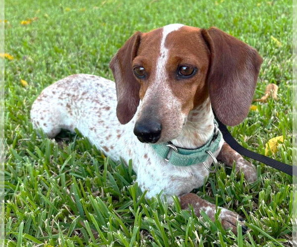 Medium Photo #13 Dachshund Puppy For Sale in Boonton, NJ, USA