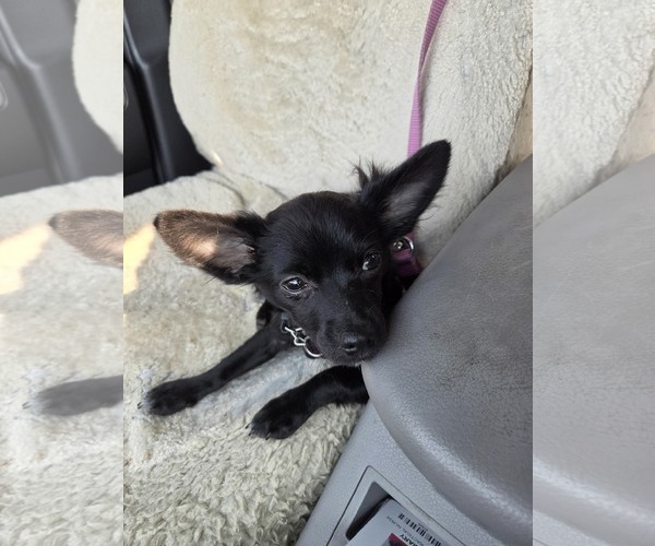 Medium Photo #1 Chion Puppy For Sale in Oro Medonte, Ontario, Canada