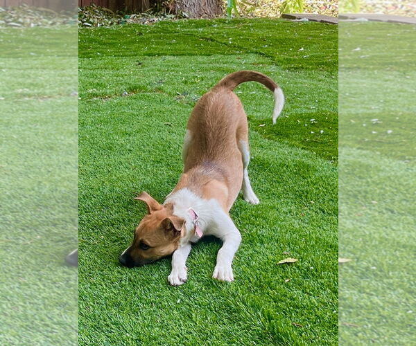 Medium Photo #6 Mutt Puppy For Sale in Sandy, UT, USA