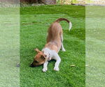 Small #5 Mutt