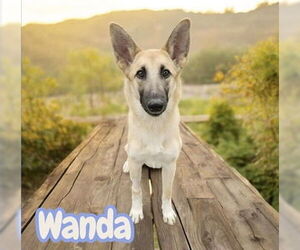 Mutt Dogs for adoption in Fremont, CA, USA