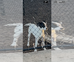 Summer - Female Mutt Dog for Adoption - Small photo