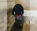Puppy Axl Rose German Shorthaired Pointer
