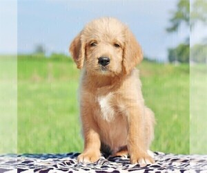 Labradoodle-Poodle (Standard) Mix Puppy for sale in BINO, PA, USA
