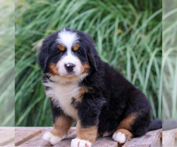 Medium Photo #2 Bernese Mountain Dog Puppy For Sale in EPHRATA, PA, USA