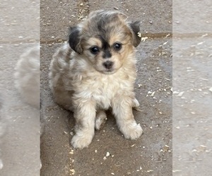 Aussiedoodle Miniature  Puppy for sale in SCOTTSDALE, AZ, USA