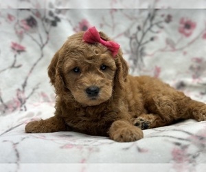 Goldendoodle (Miniature) Puppy for sale in LAKELAND, FL, USA