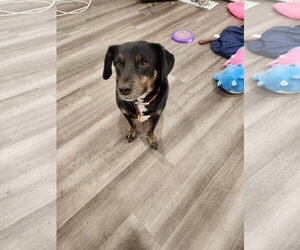 Bagle Hound Dogs for adoption in Woodbury, NY, USA