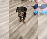 Small Bagle Hound