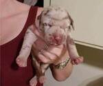 Small Photo #2 Catahoula Leopard Dog Puppy For Sale in RAYMOND, WA, USA