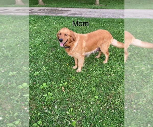 Medium Photo #13 Golden Retriever Puppy For Sale in COON VALLEY, WI, USA