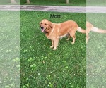 Small #12 Golden Retriever