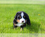 Small #9 Bernese Mountain Dog