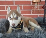 Small #1 Siberian Husky