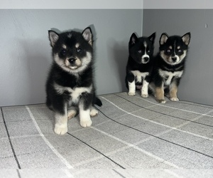 Pomsky Puppy for Sale in DETROIT, Michigan USA