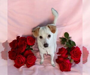 Mutt Dogs for adoption in Bellingham, WA, USA