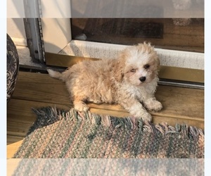 Maltese-Poodle (Toy) Mix Puppy for Sale in PEABODY, Massachusetts USA