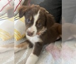 Puppy Pumpkin Australian Shepherd