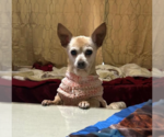 Small #1 Chihuahua Mix