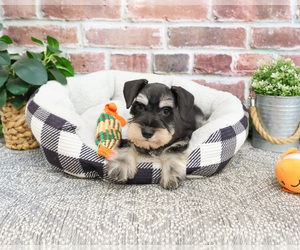 Schnauzer (Miniature) Puppy for sale in SYRACUSE, IN, USA