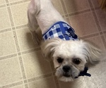 Puppy Killian Shih Tzu