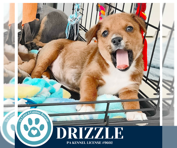 Medium Photo #2 Labrador Retriever-Unknown Mix Puppy For Sale in Kimberton, PA, USA