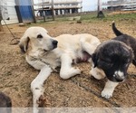 Small #33 Anatolian Shepherd