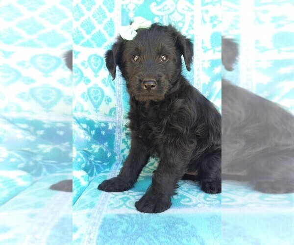 Medium Photo #2 Labradoodle Puppy For Sale in EDEN, PA, USA