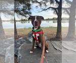 Small #1 Mutt