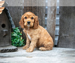 Puppy Nick Cocker Spaniel