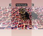 Image preview for Ad Listing. Nickname: Yorkie