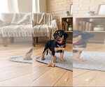 Small #1 Black and Tan Coonhound-Rottweiler Mix