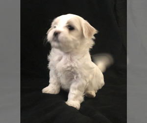 Shih Tzu Puppy for sale in FOWLERVILLE, MI, USA