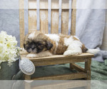 Puppy Sadie Shih Tzu