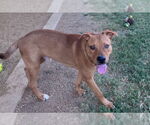 Small Redbone Coonhound Mix