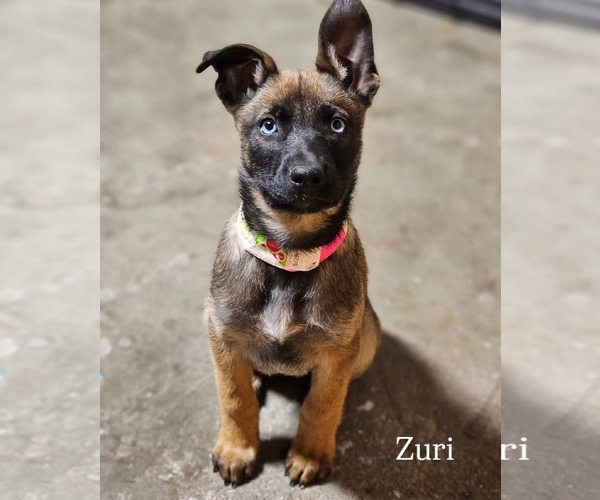 Medium Photo #5 Mutt Puppy For Sale in Aurora, CO, USA