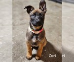 Small #4 Mutt