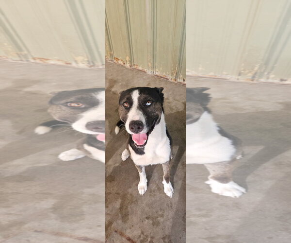 Medium Photo #1 Siberian Husky Puppy For Sale in El Centro, CA, USA