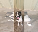 Monty - Male Siberian Husky Dog for Adoption - Small photo