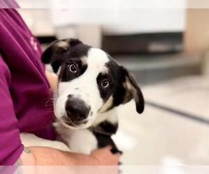 German Shepherd Dog-Siberian Husky Mix Dogs for adoption in Santa Rosa, CA, USA