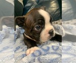 Small Photo #5 Faux Frenchbo Bulldog Puppy For Sale in FT MYERS, FL, USA