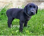 Puppy Lena AKC Eng Labrador Retriever